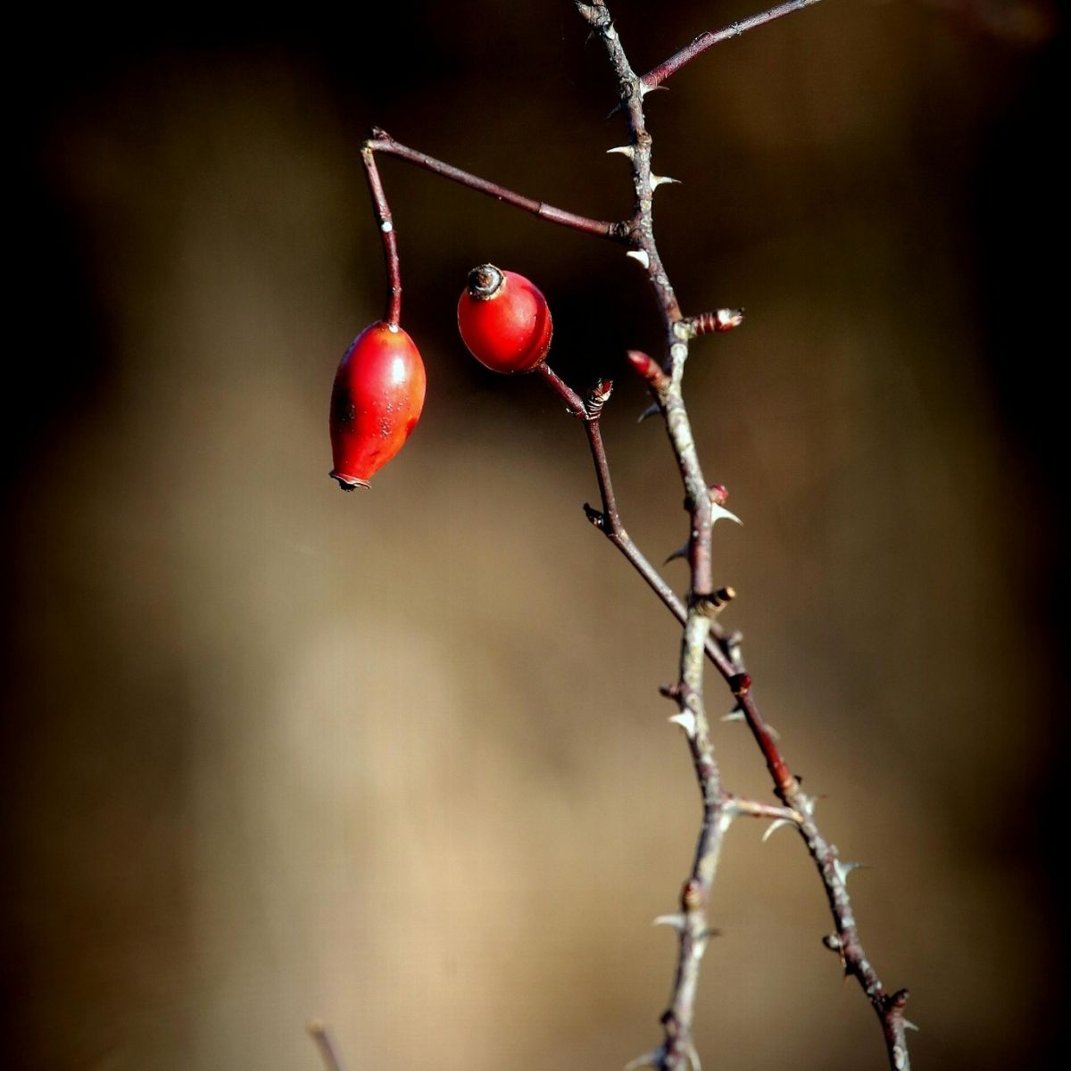 Kako okrepiti imunski sistem pred zimo in ostati v gibanju